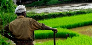 India non-basmati rice